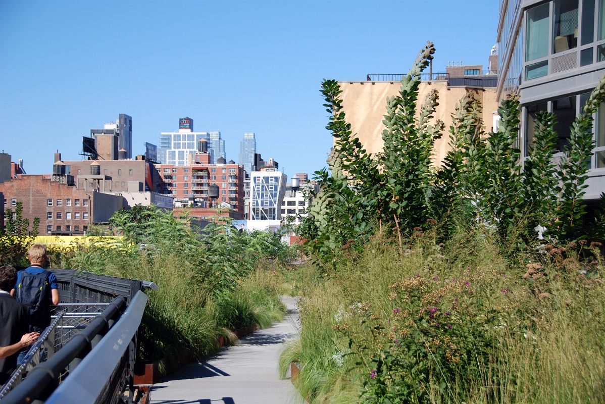 13 Flowers And Plants On New York High Line Near W 16 St 